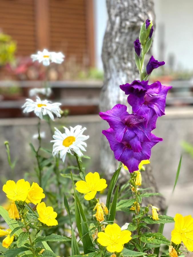Garden House 布德瓦 外观 照片